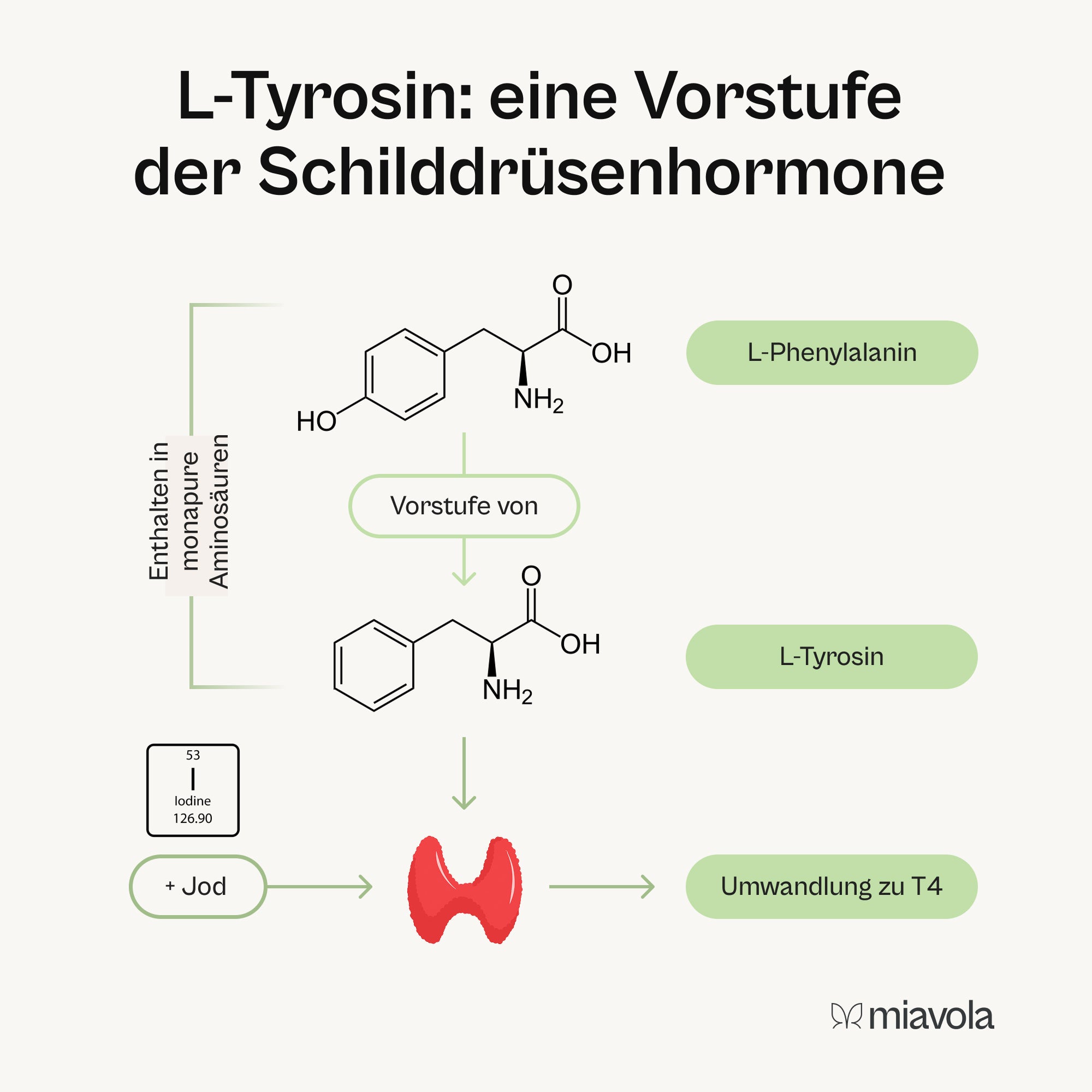 Essentielle Aminosäuren